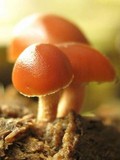 Psilocybe coprophila image