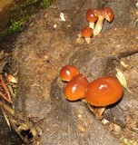 Psilocybe coprophila image