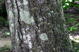 Anaptychia palmulata image