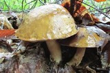 Phlebopus sudanicus image