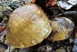 Phlebopus sudanicus image