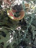 Russula tenuiceps image