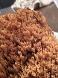 Ramaria stricta image