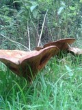 Paxillus involutus image