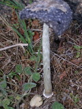 Coprinus calyptratus image