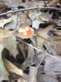 Boletus rubellus image