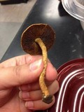 Inocybe lacera image