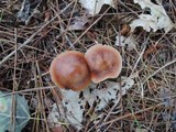 Rhodocollybia butyracea image