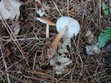 Rhodocollybia butyracea image