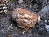 Tricholoma zelleri image