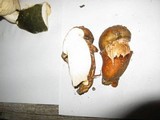 Tricholoma zelleri image