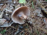 Clitocybe martiorum image