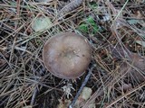 Clitocybe martiorum image