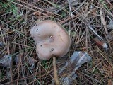 Clitocybe martiorum image