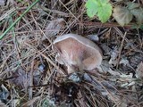Clitocybe martiorum image