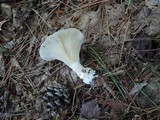 Ampulloclitocybe clavipes image