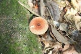 Rugosospora pseudorubiginosa image