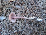 Laccaria bicolor image