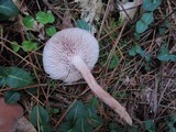 Laccaria bicolor image