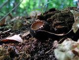Galiella rufa image