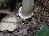 Coprinus calyptratus image