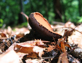 Galiella rufa image