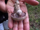 Laccaria ochropurpurea image