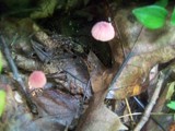 Marasmius pulcherripes image