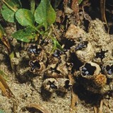 Cyathus stercoreus image