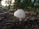 Leucoagaricus cinerascens image