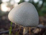 Leucoagaricus cinerascens image
