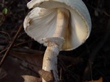Leucoagaricus cinerascens image