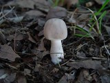 Leucoagaricus cinerascens image