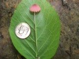 Marasmius pulcherripes image