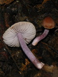 Inocybe pusio image