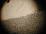 Nolanea holoconiota image