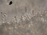 Nolanea holoconiota image