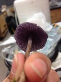 Laccaria amethystina image