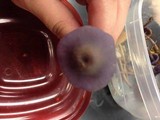 Laccaria amethystina image