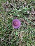 Laccaria amethystina image