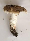 Amanita pruittii image