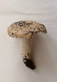 Amanita pruittii image