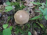 Leccinum snellii image