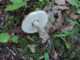 Leccinum snellii image