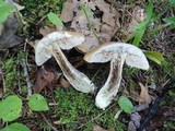 Leccinum snellii image