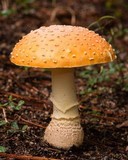 Amanita persicina image