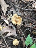 Inocybe rimosa image