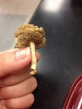 Inocybe rimosa image