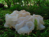 Ductifera pululahuana image