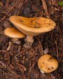 Suillus salmonicolor image